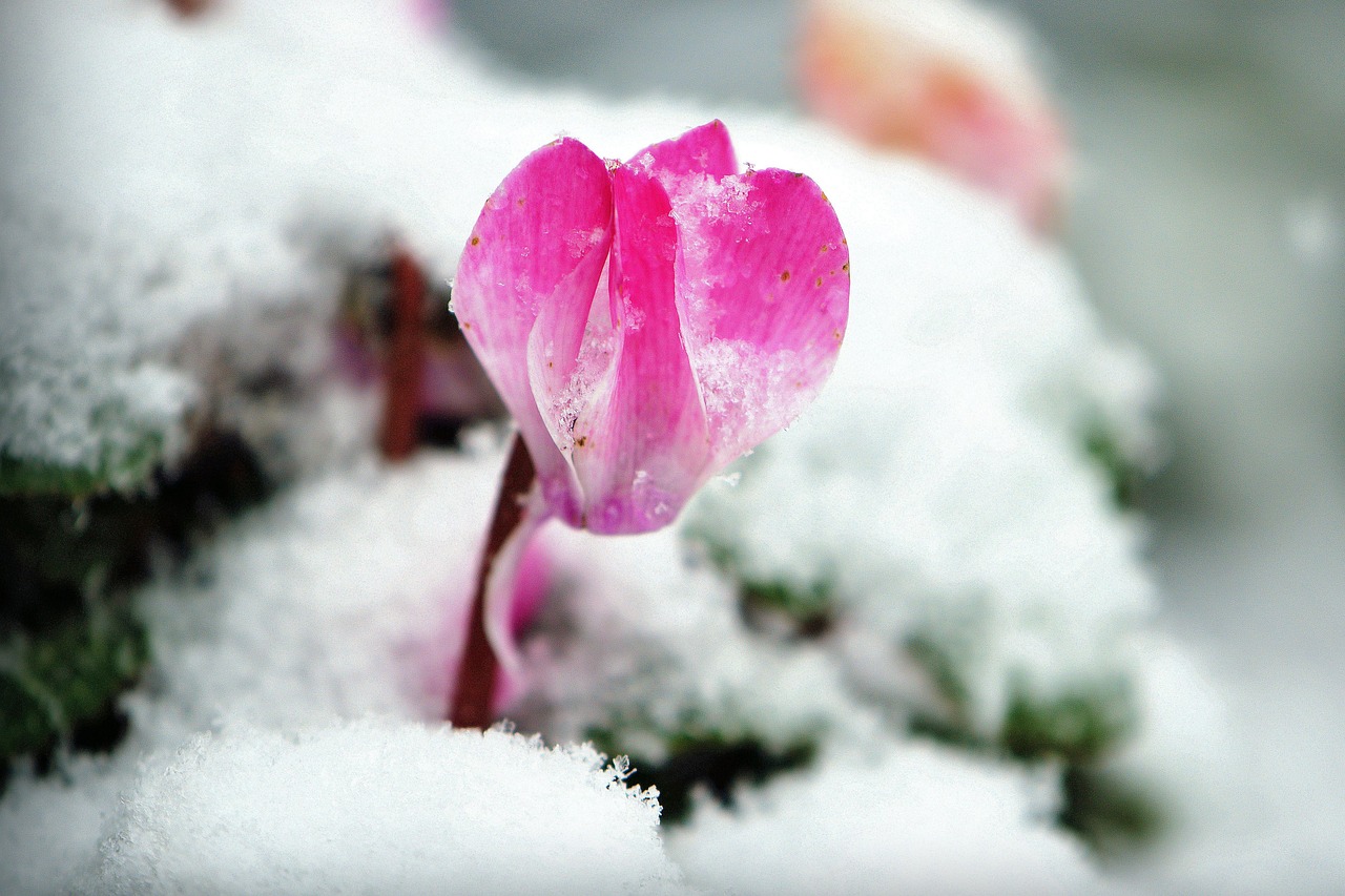 Ciclamino in vaso con foglie verdi e fiori rosa, su sfondo neutro.