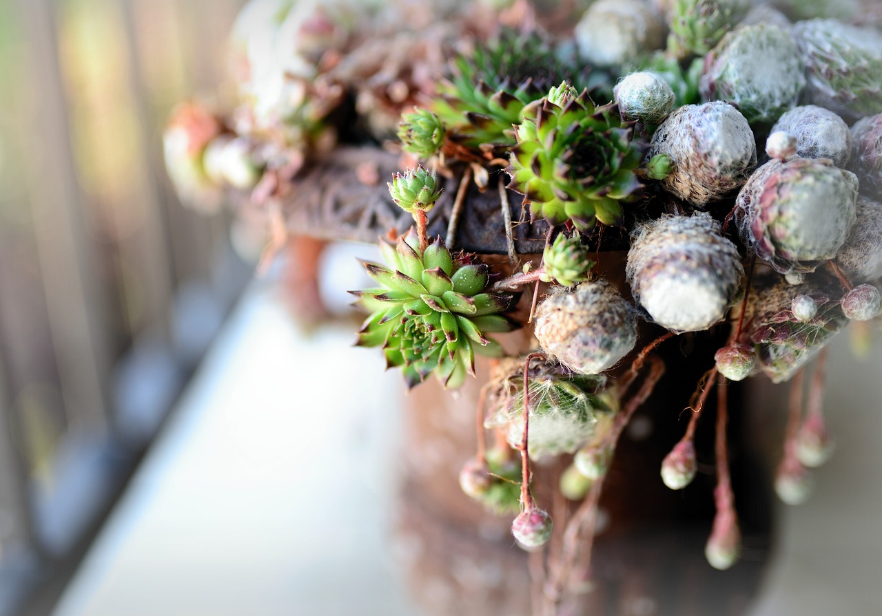 Piante grasse resistenti al freddo su un balcone, pronte per l'inverno.
