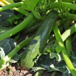 Zucchine verdi in crescita nel giardino, concimate con cenere di legna.