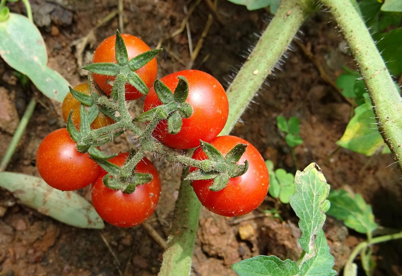 Cenere di legno sparsa intorno a piante di pomodoro in un orto.