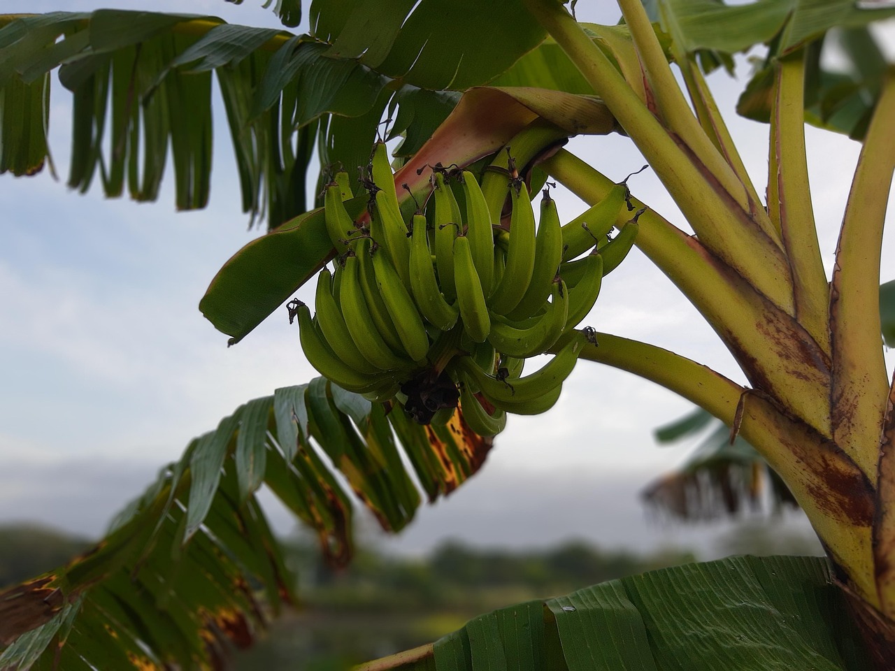 Donna sorridente mentre raccoglie una banana matura in un giardino innevato.