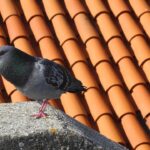 Piccioni allontanati da un repellente naturale colorato su una finestra.